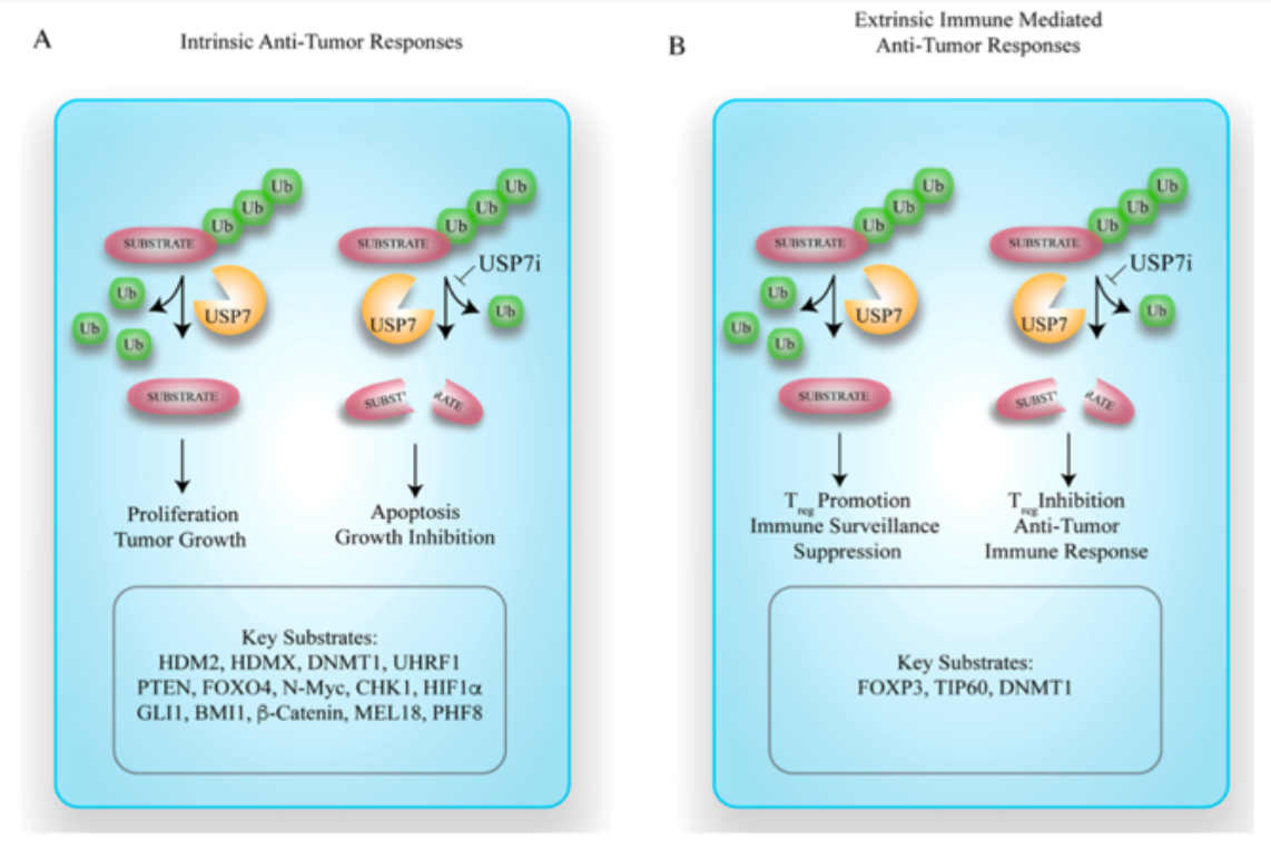 Rasio Intrinsic and Extrinsic Anti-Tumor responses