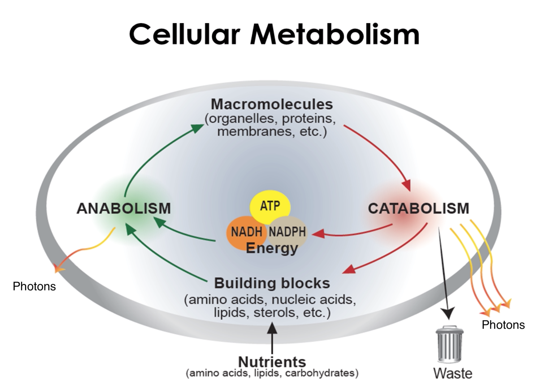 Cellular Metabolism